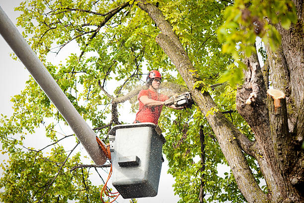 Best Hazardous Tree Removal  in Menlo Park, CA